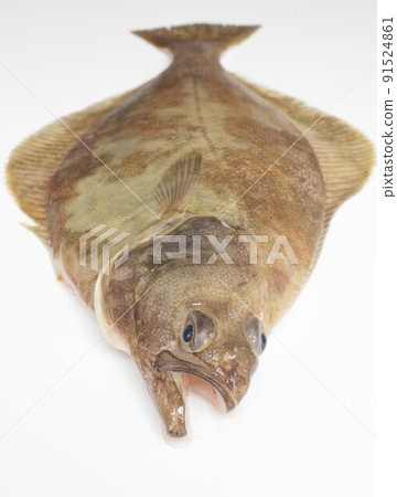 Cleisthenes vulgaris, a fish with delicious dried fish that lives in the deep sea of northern Japan Cleisthenes vulgaris, a fish with delicious dried fish that lives in the deep sea of northern Japan 91524861