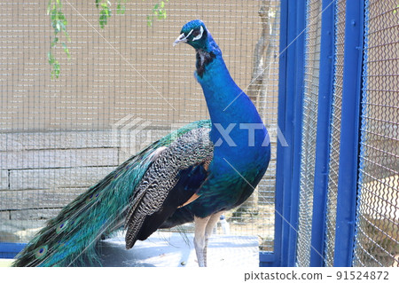 Peacock Peacock 91524872