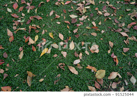 Colorful fallen leaves on the lawn 91525044