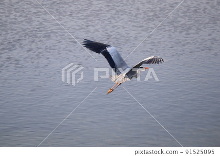 Gray heron takes off Gray heron takes off 91525095