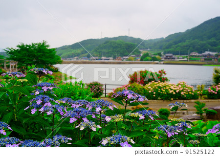 Hydrangea rainy season Yasuragi Park (Marugame City, Kagawa Prefecture) 91525122