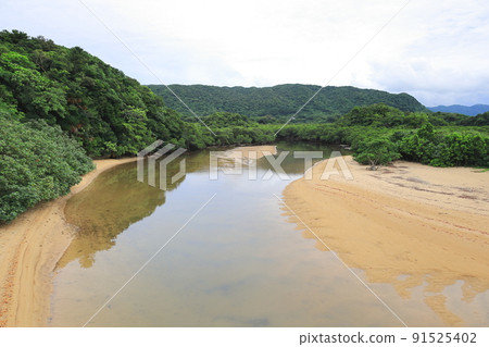 廣闊的紅樹林自然中的吹戶川 / 沖繩縣石垣市 91525402