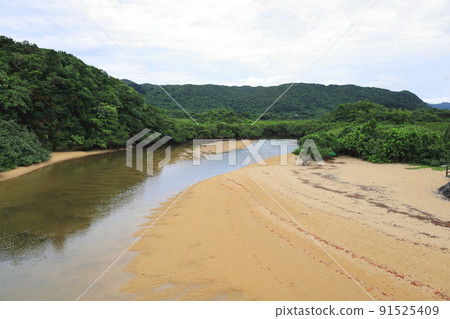 廣闊的紅樹林自然中的吹戶川 / 沖繩縣石垣市 91525409