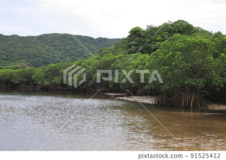 Fukido River in the expansive mangrove nature / Ishigaki City, Okinawa Prefecture 91525412