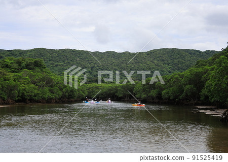 廣闊的紅樹林自然中的吹戶川 / 沖繩縣石垣市 91525419