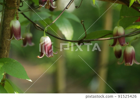 櫻花 91525426
