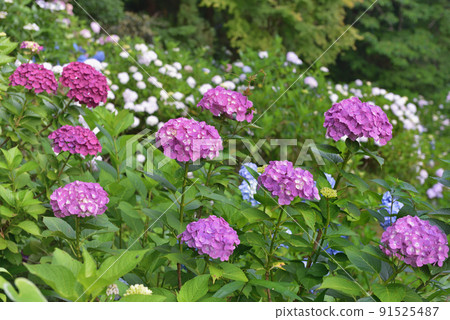 Hydrangea at Fukoji Temple 91525487