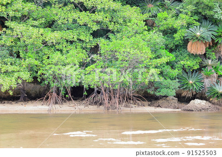 廣闊的紅樹林自然中的吹戶川 / 沖繩縣石垣市 91525503