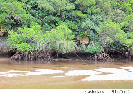 Fukido River in the expansive mangrove nature / Ishigaki City, Okinawa Prefecture 91525505