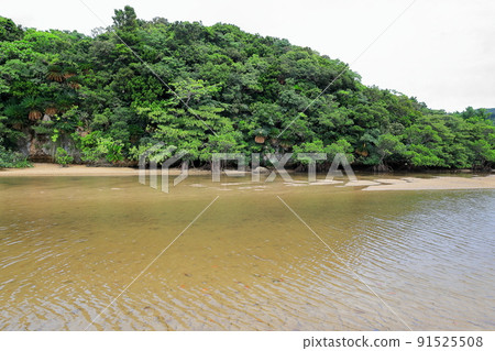 廣闊的紅樹林自然中的吹戶川 / 沖繩縣石垣市 91525508