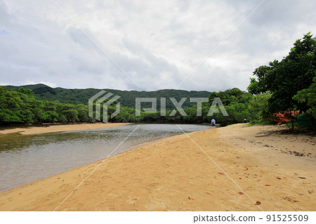 廣闊的紅樹林自然中的吹戶川 / 沖繩縣石垣市 91525509