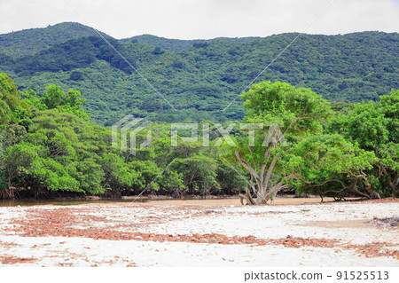 廣闊的紅樹林自然中的吹戶川 / 沖繩縣石垣市 91525513