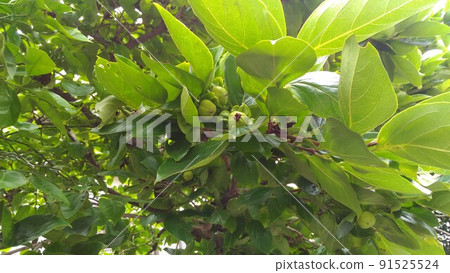 The persimmon fruit is growing steadily The persimmon fruit is growing steadily 91525524