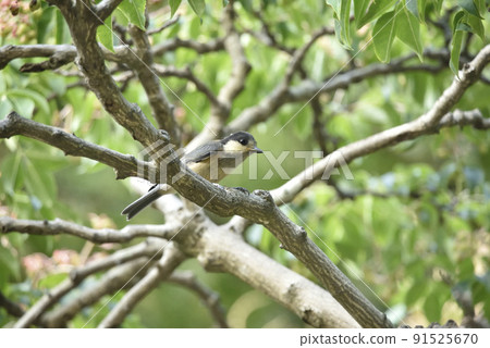 Yamagara沒有幼鳥 Yamagara沒有幼鳥 91525670