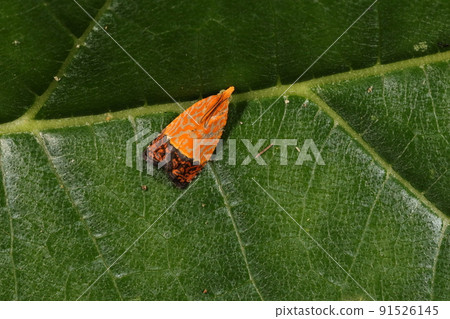 六月，石垣島上的生物、昆蟲、仙丹姬浜。本草為仙丹，華而不實的花紋首屈一指？ 91526145