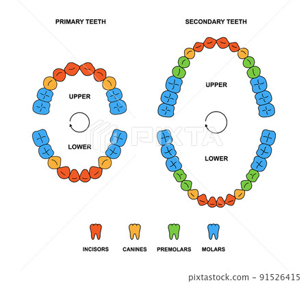 Adult and child jaws anatomy with descriptions. Incisor, canine, premolar and molar teeth colored illustration. Secondary and primary teeth silhouette 91526415