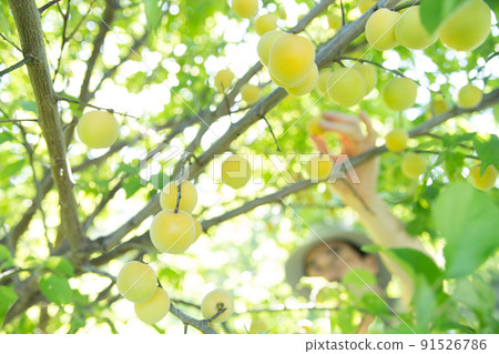 Farmers harvesting plums 91526786