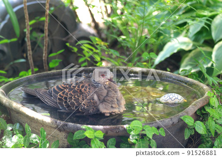 Kijibat who bathes 91526881