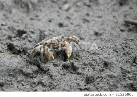 潮灘上的螺旋三叉戟 91526903