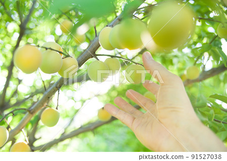 Harvest plums by hand 91527038
