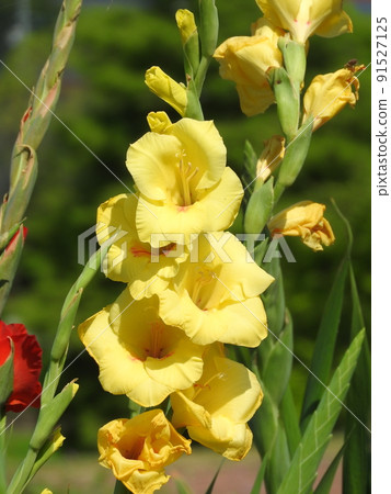 Gladiolus 91527125