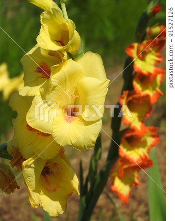 Gladiolus 91527126