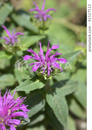 Bee balm Balmy Lilac 91527513