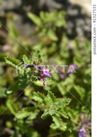 Common germander Common germander 91527533