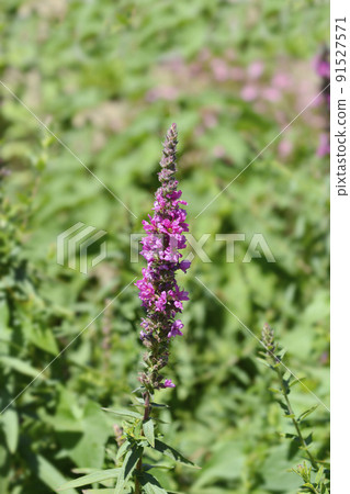Purple loosestrife Robert 91527571