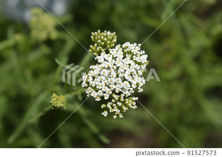 Mountain Yarrow Mountain Yarrow 91527573