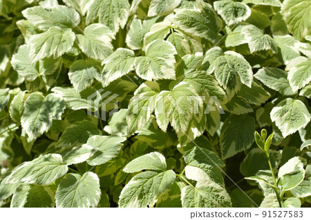 Variegated Bishops weed 91527583