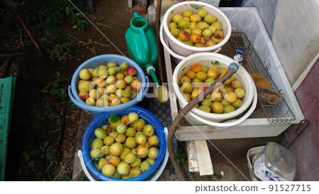 Kaga plums of my home that we were able to harvest a lot this year Kaga plums of my home that we were able to harvest a lot this year 91527715