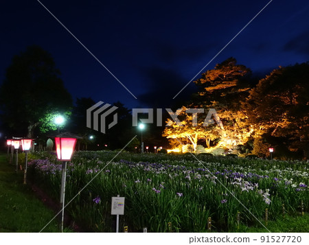盛開的鳶尾花 Ayame Nagai Ayame Park 盛開的鳶尾花 Ayame Nagai Ayame Park 91527720