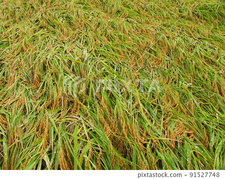 Rice field scenery with fallen rice after autumn rain 91527748