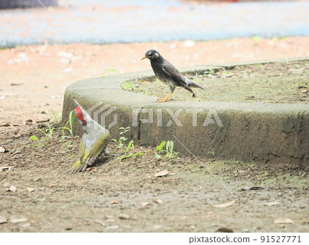 Japanese green woodpecker and starling looking for food in a park block 91527771