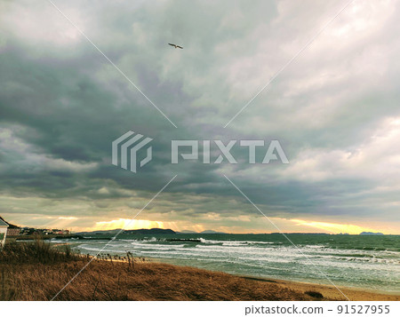 Seagulls flying in the winter sea Seagulls flying in the winter sea 91527955