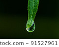 Drops on the tip of a leaf 91527961