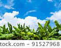 Banana leaves and blue sky 91527968