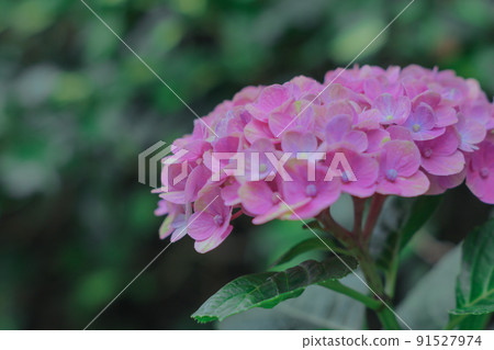 Hydrangea in full bloom 91527974