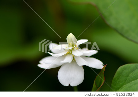Tokudome dokudami Tokudome dokudami 91528024