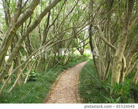 Scenery of a walking path with many trees 91528048