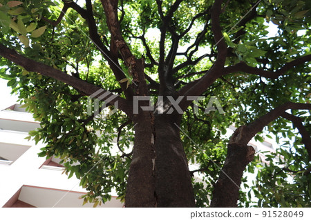 Summer and wood 91528049