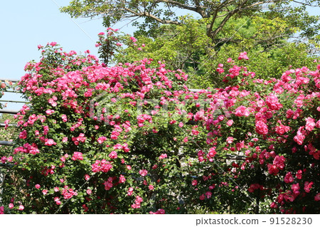 埼玉縣比岐郡川島町平成森林公園玫瑰迴廊景觀 91528230