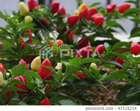Capsicum Capsicum 91528254