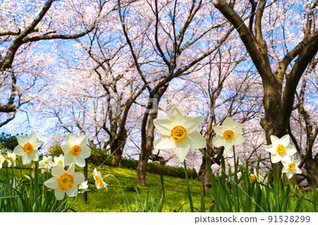 Narcissus and cherry tree 91528299