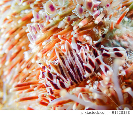 Zebra crab Zebra crab 91528328