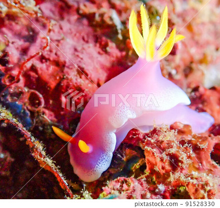 Cinderella Nuushi 91528330