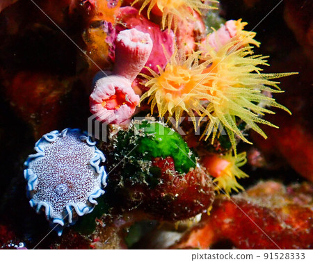 Raccoon dog Raccoon dog 91528333