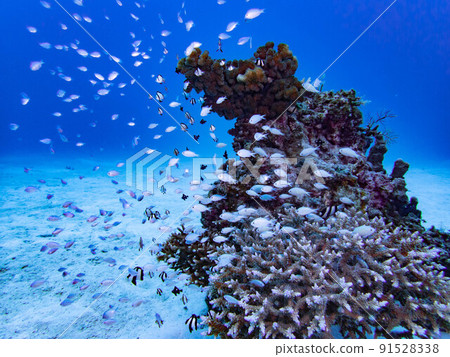 Devasuzumei 91528338