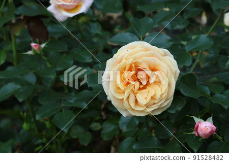 Rose flowers in the rose corridor taken in close-up 91528482